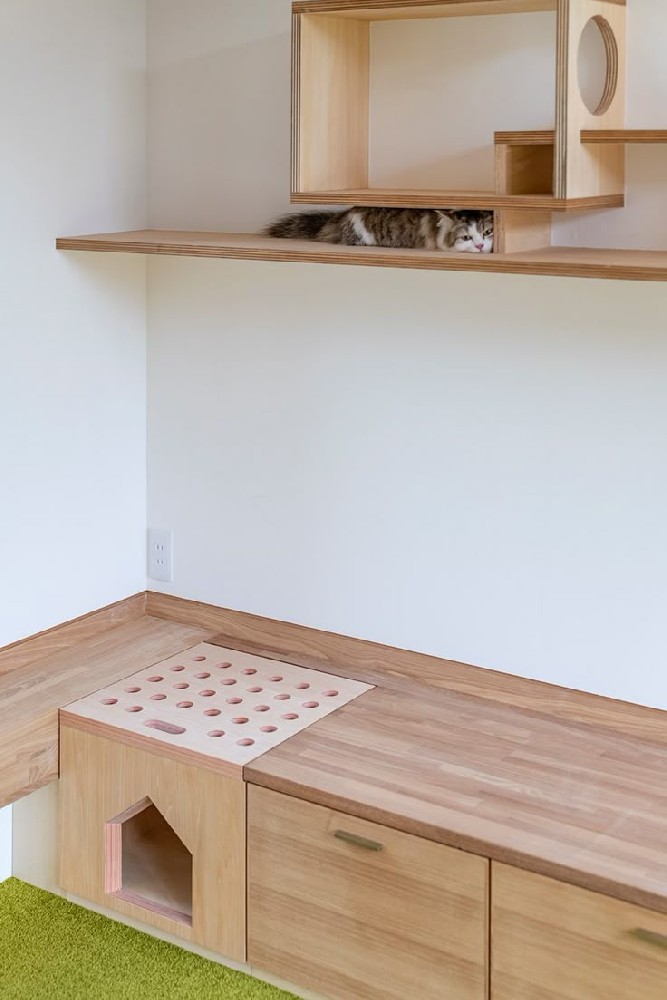 Cats